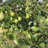 Karakteristike i opis kasnoljetne kruške williams