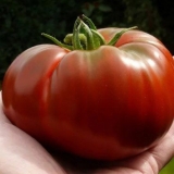 Karakteristike i opis sorte paradajz monomak šešira