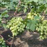 Karakteristike i opis grožđa đurđevka