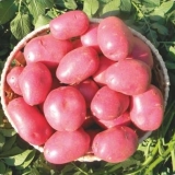 Karakteristike krompirove labelele