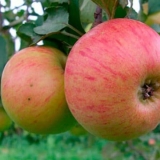 Karakteristike sorte plućnjaka