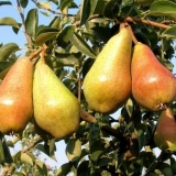 Karakteristike ljetne karmen kruške