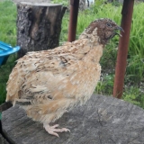 Karakteristične karakteristike phoenix prepelica