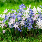 Chionodox: fotografija cvijeća, opis, reprodukcija, sadnja i njega