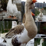 Kholmogory guske - opis pasmine