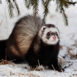 Divlji tvor (običan): fotografija, šta je opasno