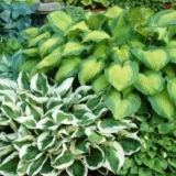 Hosta za sunčana mjesta: sorte sa fotografijama