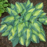 Hosta jun (jun): fotografija i opis