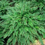 Hosta hibrid: sting, firn line, regal splendor i druge sorte
