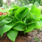 Hosta giant