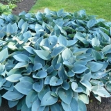 Hosta halcyone