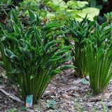 Hosta molitvene ručke (radoznale ruke): fotografija i opis, recenzije