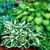 Khosta: sadnja i njega na otvorenom polju u proljeće, jesen, fotografija, video