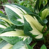 Hosta whirlwind
