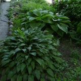 Hostas: njega i uzgoj