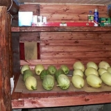 Čuvanje tikvica u podrumu (podrum) za zimu