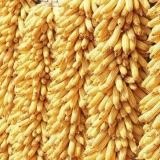 Čuvanje kukuruza u klipu i zrnu