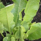 Hren je povrće ili korjenasti usev