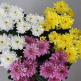 Krizantema baltik: fotografija, sadnja i njega, reprodukcija