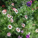 Krizantema kobilica: fotografija, sadnja i njega, reprodukcija