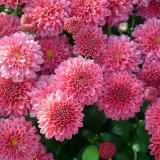 Krizantema s velikim cvjetovima: sadnja i njega, uzgoj, fotografija