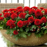 Krizantema u saksiji (kućna njega)