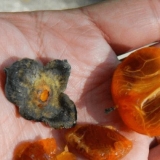 Draču iz kosti kod kuće: uzgoj u saksiji, fotografija kako raste