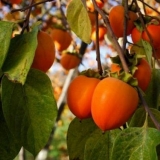 Draču iz koštice kod kuće, raste