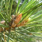 Borove iglice u narodnoj medicini