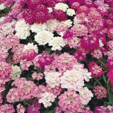 Iberis canditaft, aleksandrit, kameleon i druge vrste i sorte sa fo...