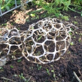 Ileodikcija graciozna: opis i fotografija, da li je moguće jesti