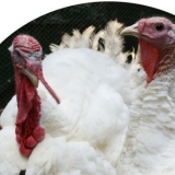 Turski proizvođač: održavanje i njega