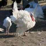 Turski hibridni pretvarač - opis pasmine, karakteristike i recenzije