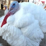 Hibridni pretvarač purana: opis i karakteristike