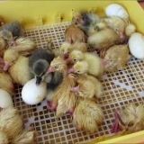 Inkubacija guščjih jaja kod kuće