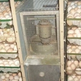 Inkubacija ćurećih jaja u inkubatoru - način rada i stol