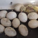 Inkubacija ćurećih jaja