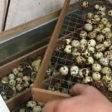 Inkubacija prepelica kod kuće, detalji o polaganju jaja za početnike