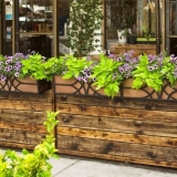 Ipomoea slatki krompir: fotografija, sorte