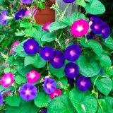 Ipomoea perennial