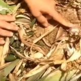 Perunike: presađivanje u ljeto, proljeće, pravila za dijeljenje i sjedenje