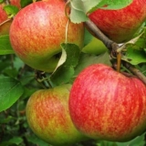 Šampionske jabuke - kada sorta sazri, opis stabla jabuke