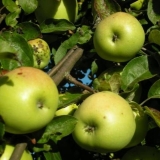 Jabuka antonovka: desertna, zlatna, pola kilograma, obična