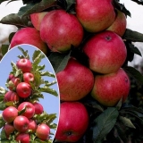 Jabuka arbat stubasta