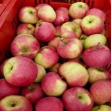 Auxis stabla jabuke: opis, njega, fotografije, oprašivači i recenzi...