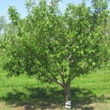 Jabuka bashkir ljepotica