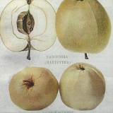 Bijeli fil od jabuke (papirovka)