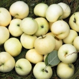 Bijeli fil od jabuke