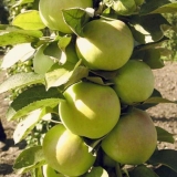 Jabuka stubasta beba