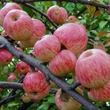 Melba crvena jabuka: opis, fotografija, sadnja i njega